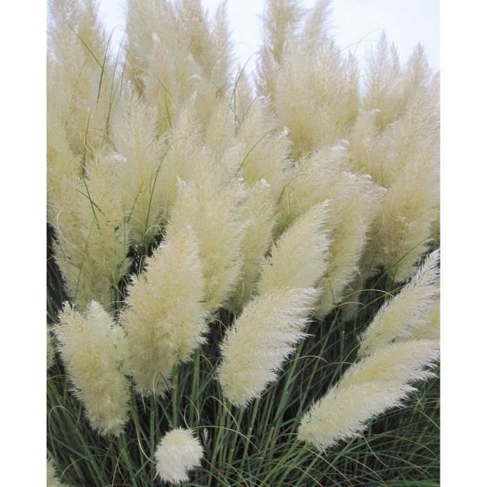 Herbe Pampas Cortaderia Selloana Graines Rare Fleur Pour Maison Jardin Décor 1000pcs, Couleur Blanc