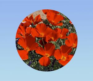 1200 Graines Pavot De Californie Orange King - Eschscholzia - Coquelicot Californien - Fleur Jardin