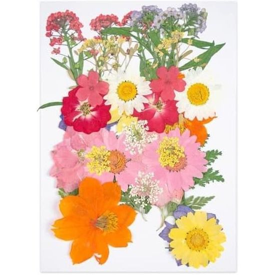 70PCS Fleurs Séchées Durdiiy 19/21 Variétés - Fleurs Pressées Naturelles Pour Résine, Bougies Et DIY (Violet-19)