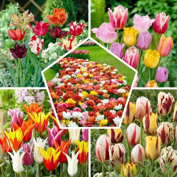 Lot de 50 bulbes de tulipes exclusifs en provenance des Hollandes - Au  moins 20 variétés différentes - Tulipe dure en hiver et pluri - Cdiscount  Jardin