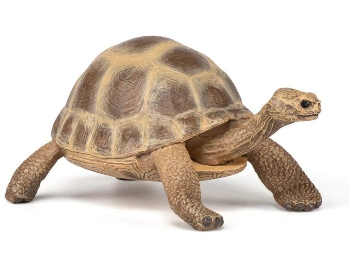 Tortue d'Hermann