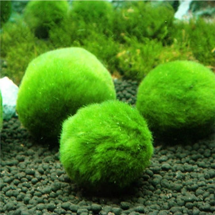boules de mousses 3 Boules  D' algues daquarium  diamètre de 4 à 5 cm