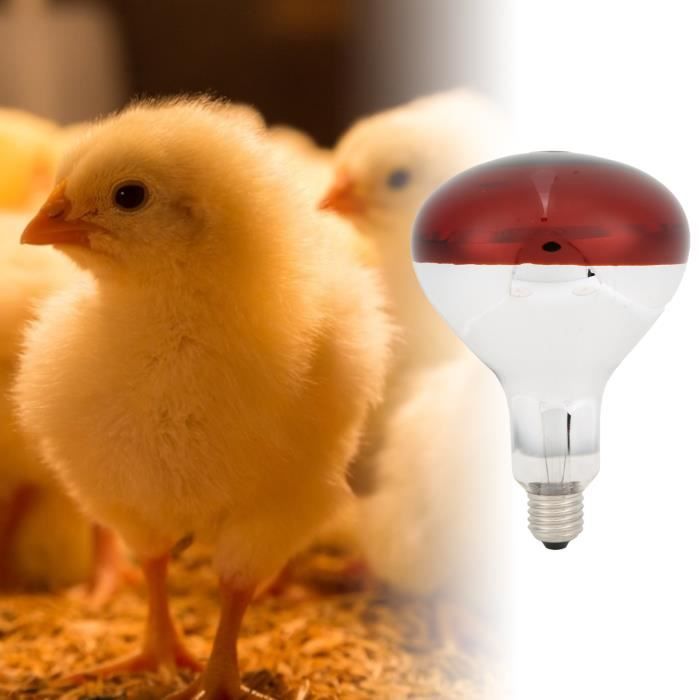 CUQUE Ampoule de lampe chauffante de poussins Ampoule de Lampe Chauffante pour Poussins Ampoule Rouge à Chaleur Infrarouge