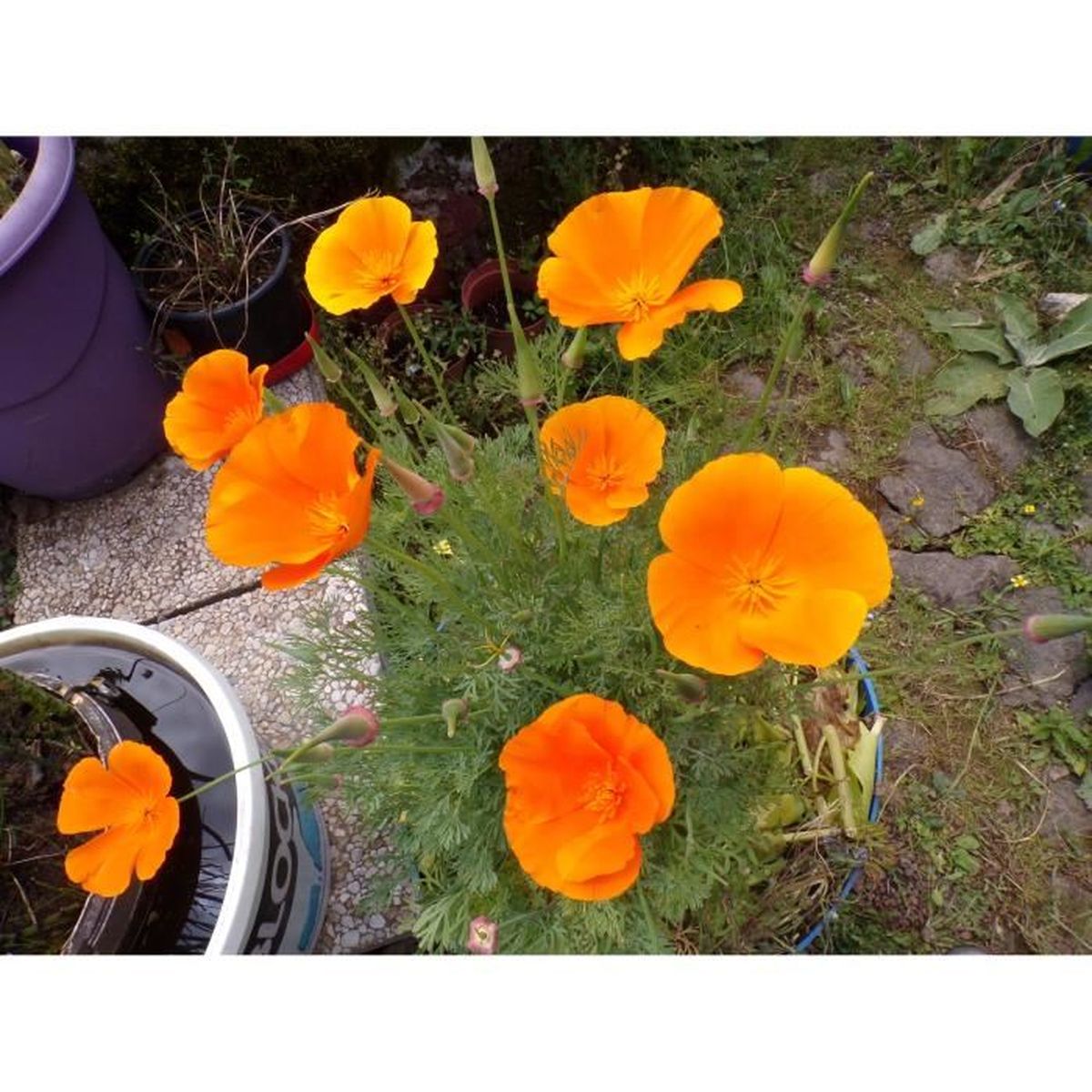 Eschscholzia Californica Aurantiaca ( Pavot De Californie Orange ) - 0,30  grammes - California Poppy - SEM21 - Cdiscount Jardin