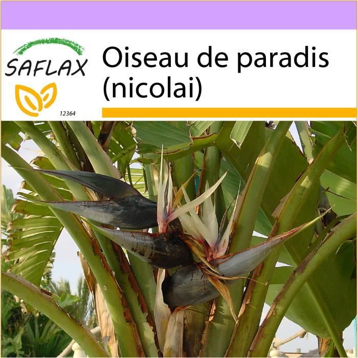 5 pcs // lot Strelitzia oiseau de graine de paradis Strelitzia reginae graines