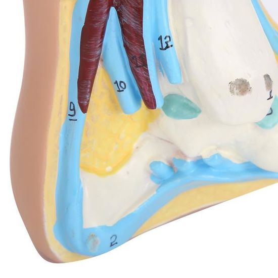QUMIIRITY 4 Pièces Moule à Pied Vertical Magnétique Modèle De Pied