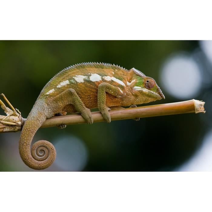 Papier Peint Photo INTISSÉ-(181369)-CAMÉLÉON-350x260 cm-7 lés-Mural Poster Géant XXL-Animaux-each Mer Océan Nature Jungle Forêt