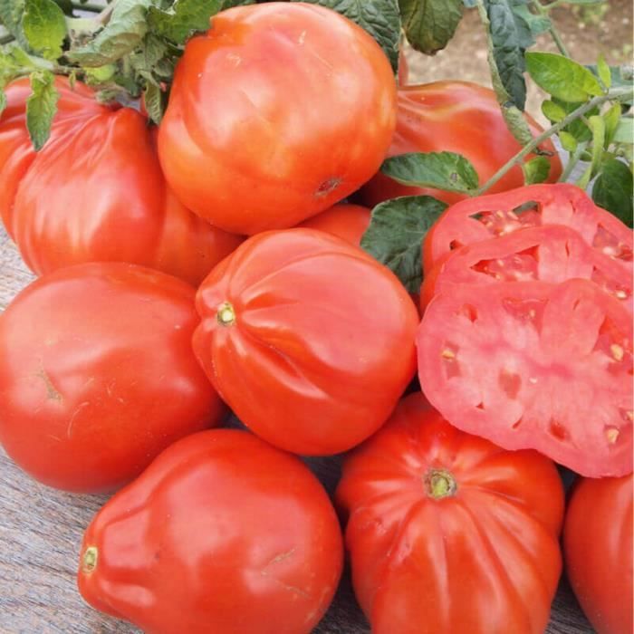 50 Graines de Tomate Red Pear - légume ancien jardin potager - semences paysannes