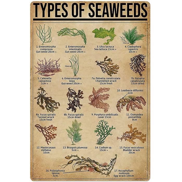 Poster Seaweed Knowledge Metal Tin Sign Types de Seaweeds Chart