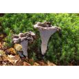 Mycélium de Trompette de la Mort Kit culture champignons (tube, 15ml)-0