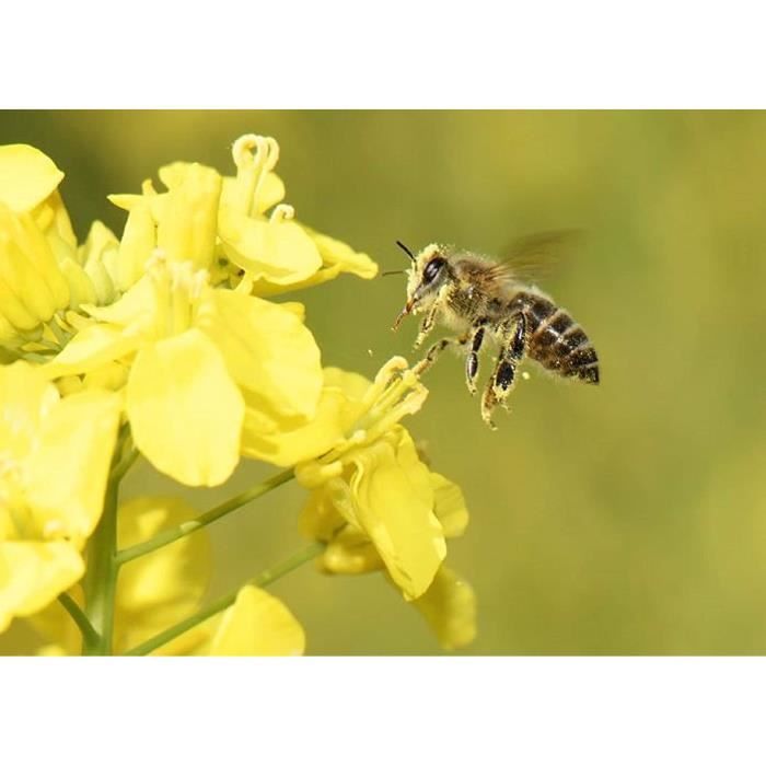 Colza Fourrager - La De Jardinons Sol Vivants - Foto 9