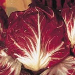 GRAINE - SEMENCE Sachet de  Chicorée à large feuille rouge de Vérone - 4 g - légume feuille - LES GRAINES BOCQUET
