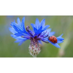 GRAINE - SEMENCE 100 Graines de Bleuet - fleurs plante mellifère ja