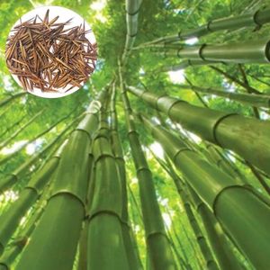 GRAINE - SEMENCE Semence de bambou géant de 200 pcs