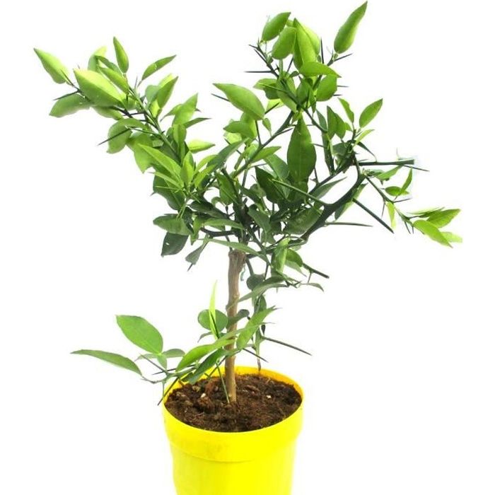 Citronnier YUZU agrume rare hauteur totale 50/70 cm