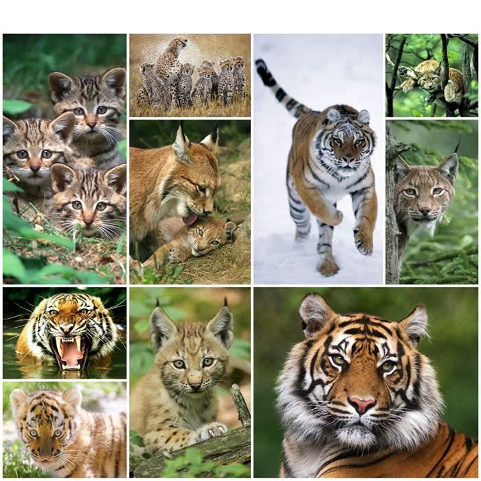Motifs Animaux Felins Tigre Lynx Geparden 9 Cartes Postales Edition Achat Vente Carte Postale Motifs Animaux Feli 4738 Cdiscount Motifs Animaux Felins Tigre Lynx Geparden 9 Cartes Postales Edition Achat Vente Carte Postale Motifs Animaux Feli 4738 Cdiscount