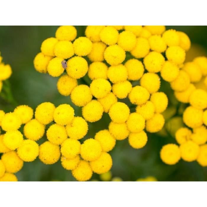 35 Graines de Jasmin de Virginie Bignone Méthode BIO fleur Mellifère grimpante