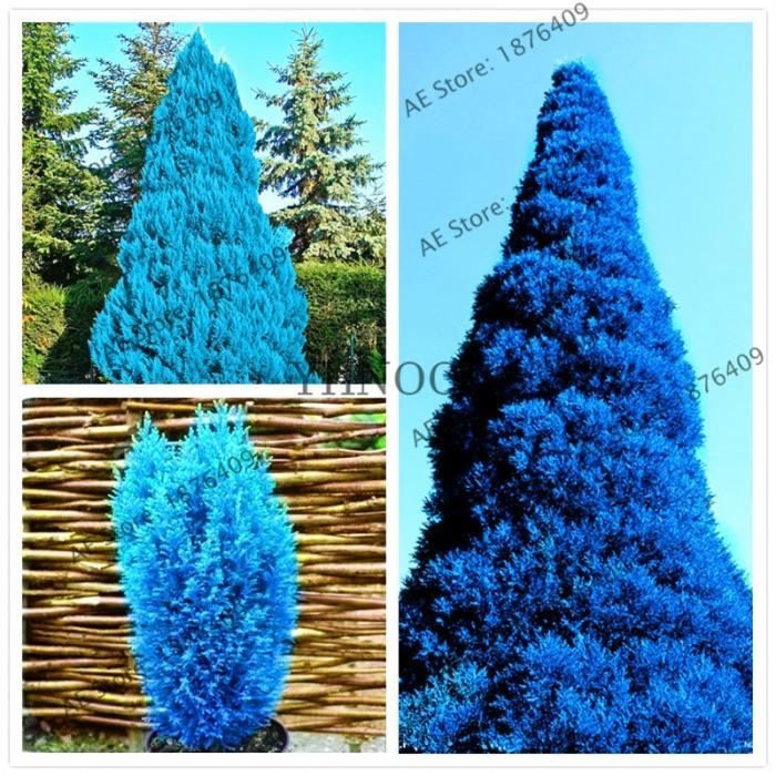 Très Résistente au Froid Bleu Concombre Arbre Graines Chinois Gurkenbaum Bleu