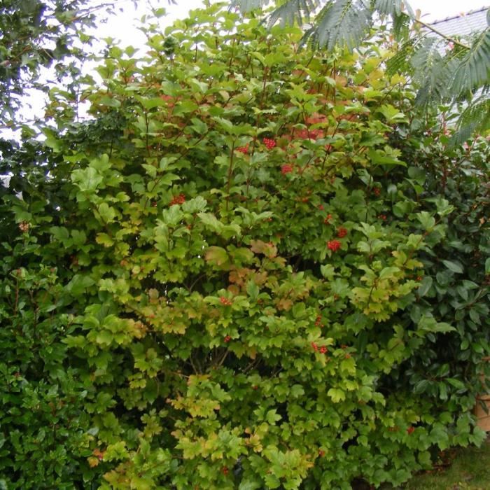 Viburnum Shrubs Attracts Monarch Butterflies Monarch