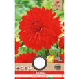 Bulbe de Dahlia - Garden Wonder - Rouge - Fleurs-0