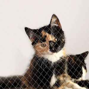 Sécurisation par filet de protection renforcé / prix au mètre carré – Akro  Cats