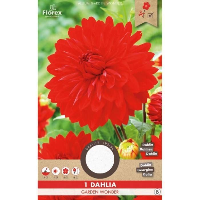 Bulbe de Dahlia - Garden Wonder - Rouge - Fleurs