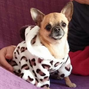Version Beige L Mode Doux Confortable Chien Vêtements