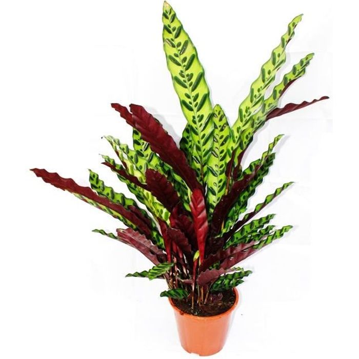 XXL plante d'ombrage à motif de feuilles inhabituel - Calathea lancifolia - pot de 17cm - hauteur env. 70-90cm