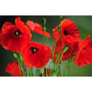 GRAINE - SEMENCE 250 Graines de Coquelicot Sauvage - jardin fleur -