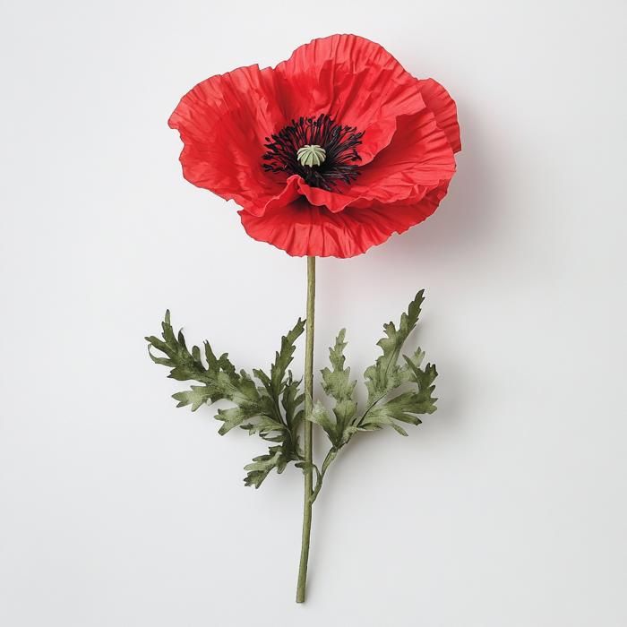 250 Graines de Coquelicot Sauvage - jardin fleur méthode BIO