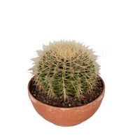 Cactus et plante grasse – Coussin de belle-mère en un bol terre cuite comme un ensemble – Hauteur: 25 cm XA7E
