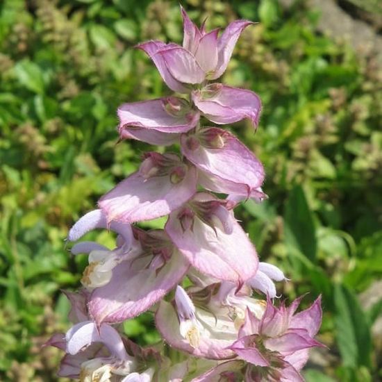Huile Essentielle De Sauge Sclarée (Salvia Sclarea) - Pure, Naturelle, Pour Aromathérapie Et Bien-être