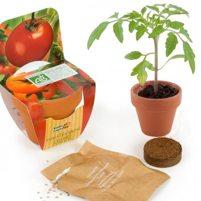 Graines de tomate cerise en pot de culture terre cuite 0,000000 Mini Pot De Culture