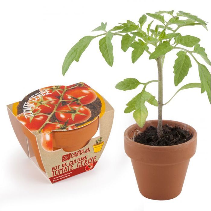 Graines de tomate cerise en pot de culture terre cuite 0,000000 Mini Pot De Culture