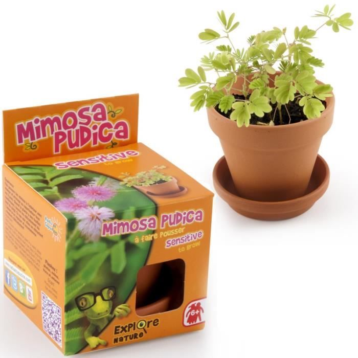 Mimosa sensitive à semer Explore nature 0,000000 Mini Pot De Culture