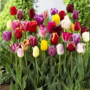 BULBE Bulbes de Tulipes Multicolores - Vivaces - Circonf