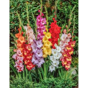 Fleurs coupées Gladiolus - Mélange De 60 - Bulbes De Glaïeuls - G