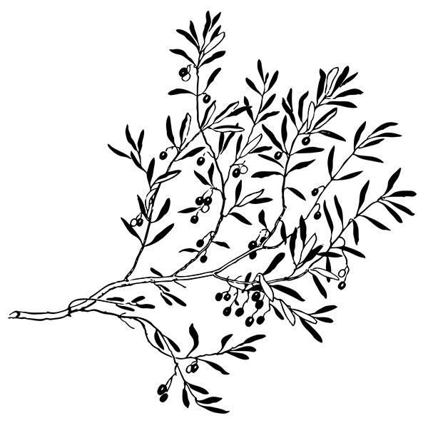 Sticker Branche D Olivier Olive 60x60 Cm Noir Arb009 Cdiscount Maison