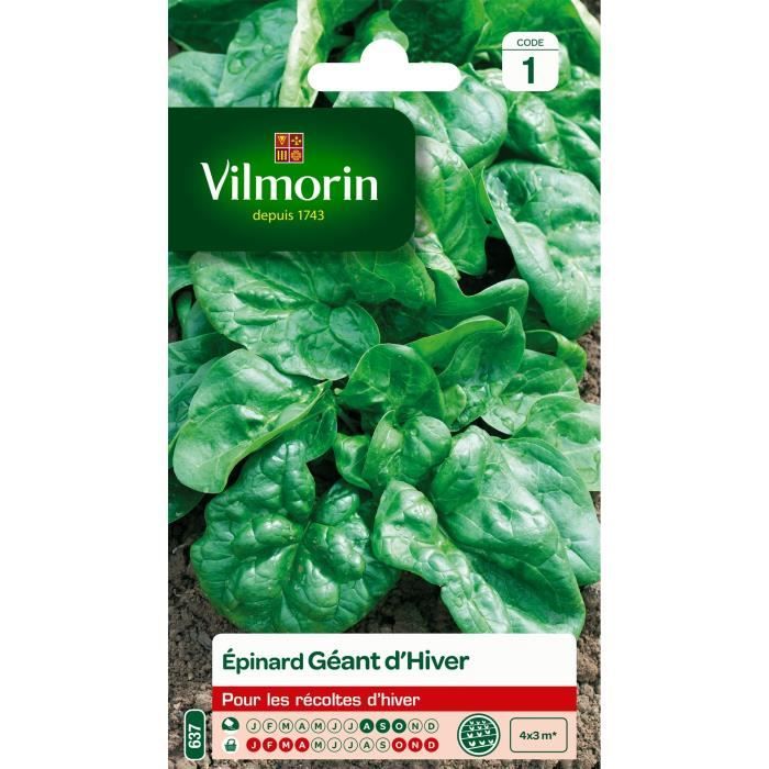 VILMORIN Epinard géant d’Hiver