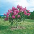 Arbuste d'ornement - WILLEMSE FRANCE - Lilas des Indes - Fleurit tout l'été - Couleur violette-0