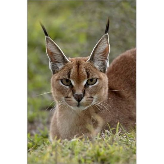 Caracal James Hager Cdiscount