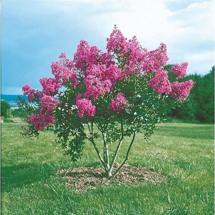 Arbuste d'ornement - WILLEMSE FRANCE - Lilas des Indes - Fleurit tout l'été - Couleur violette