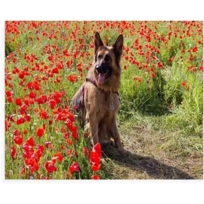 Kit Diamant Painting Chien 10x15 Cm - 5D Round Drill - Loisir Créatif Adulte - Cadeau Déco