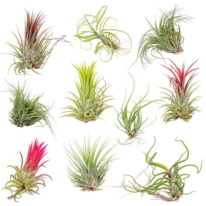 10x Tillandsia Mix - Plantes aériennes - Plante d'intérieur -