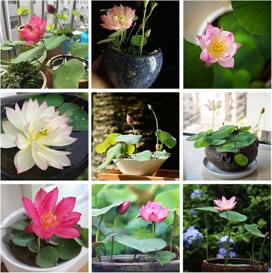Graines De Lotus Mélangées - Environ 100 Graines, Pour Culture Hydroponique Ou En Sol, Décoration De Bassin, Balcon Ou Bureau - 3