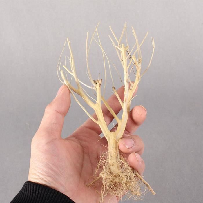 Decorations Aquarium Aquarium Mousse De Bois Flotte Arbre Aquarium Type Gris 1 Piece Achat Vente Aquarium Aquarium Mousse De Bois Flotte Cdiscount