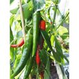 25 Graines de Piments de Cayenne - légumes jardins potager- semences paysannes-1