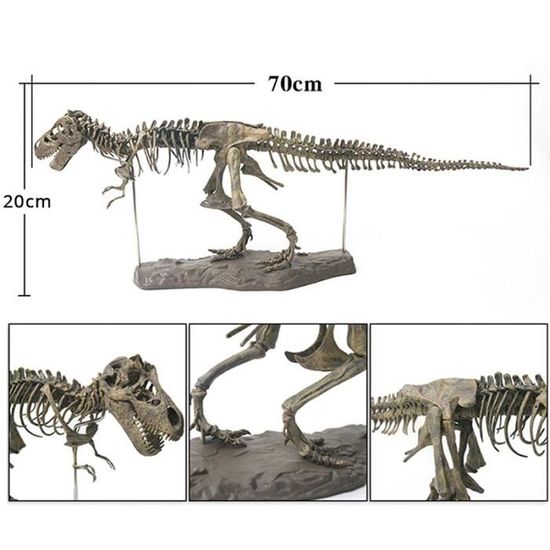 Tradtrust Tyrannosaurus Rex Squelette Dinosaure Animal Collector D/écor Mod/èle Jouet