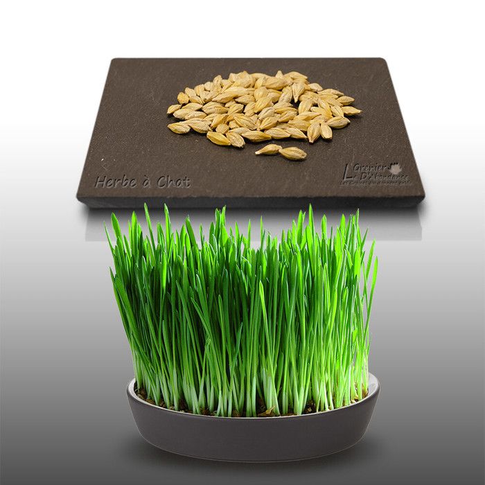 Meilleurs prix pour Mille graines à semer - Le Grenier d' Abondance - HERBE à Chat - Complément alimentaire pour le transit