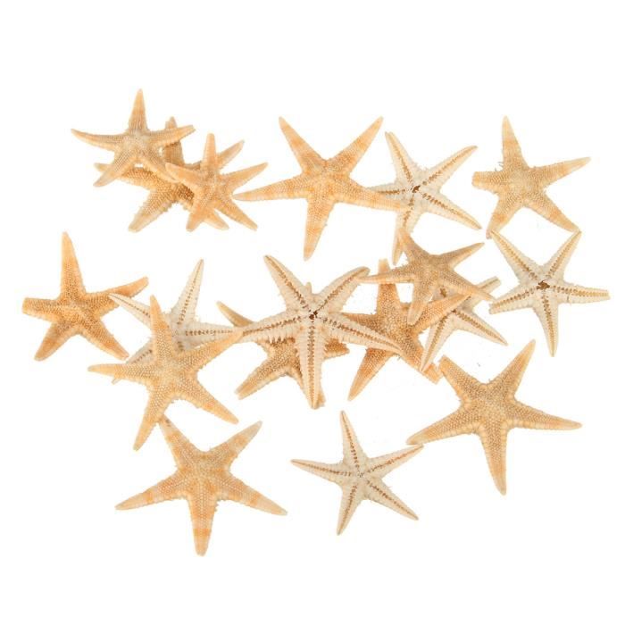 Tempsa pcs Naturel Etoiles De Mer Coquillage Marine Cadeau Collection Maison Decoration Mural Cdiscount Maison